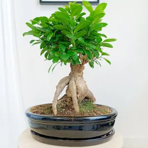 Bonsai figowiec tępolistny (Ficus Microcarpa 'Ginseng') w donicy 45cm