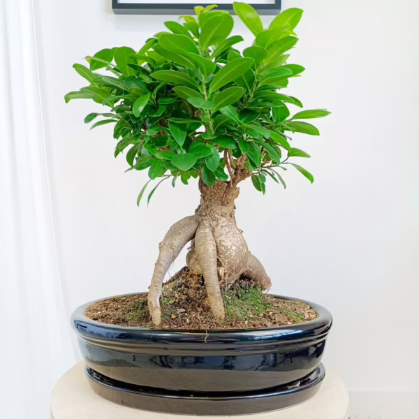 Bonsai figowiec tępolistny (Ficus Microcarpa 'Ginseng') w donicy 45-50cm