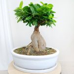 Bonsai figowiec tępolistny (Ficus Microcarpa 'Ginseng') w donicy 45cm
