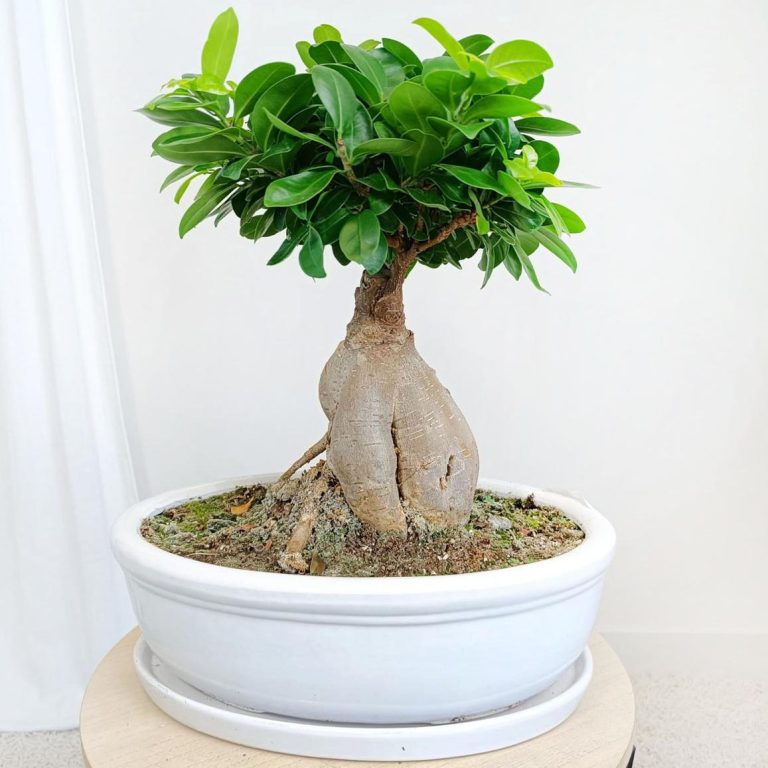 Bonsai figowiec tępolistny (Ficus Microcarpa 'Ginseng') w donicy 45cm