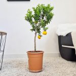 Chinotto drzewko cytrusowe (Citrus myrtifolia) 80cm