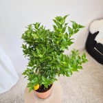 Chinotto drzewko cytrusowe (Citrus myrtifolia) 80cm