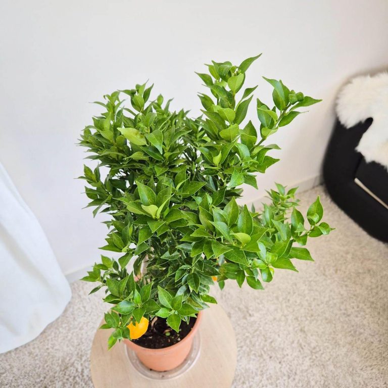 Chinotto drzewko cytrusowe (Citrus myrtifolia) 80cm