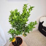 Chinotto drzewko cytrusowe (Citrus myrtifolia) 80cm