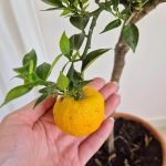 Chinotto drzewko cytrusowe (Citrus myrtifolia) 80cm