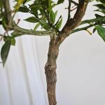 Chinotto drzewko cytrusowe (Citrus myrtifolia) 80cm