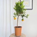 Chinotto drzewko cytrusowe (Citrus myrtifolia) 80cm