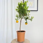 Chinotto drzewko cytrusowe (Citrus myrtifolia) 80cm