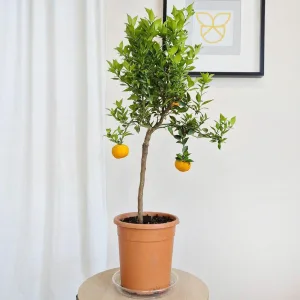 Chinotto drzewko cytrusowe (Citrus myrtifolia) 80cm