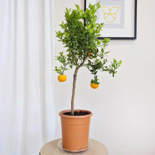 Chinotto drzewko cytrusowe (Citrus myrtifolia) 70-80cm