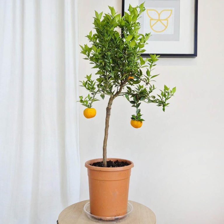 Chinotto drzewko cytrusowe (Citrus myrtifolia) 80cm