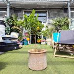 Chinotto drzewko cytrusowe (Citrus myrtifolia) 80cm