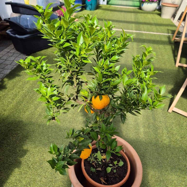 Chinotto drzewko cytrusowe (Citrus myrtifolia) 80cm