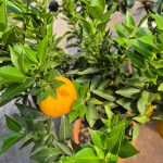 Chinotto drzewko cytrusowe (Citrus myrtifolia) 80cm