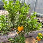 Chinotto drzewko cytrusowe (Citrus myrtifolia) 80cm