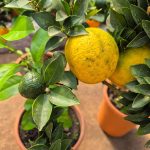 Chinotto drzewko cytrusowe (Citrus myrtifolia) 80cm