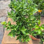 Chinotto drzewko cytrusowe (Citrus myrtifolia) 80cm