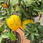 Chinotto drzewko cytrusowe (Citrus myrtifolia) 80cm