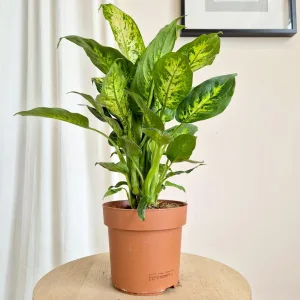 Dieffenbachia  (Dieffenbachia  Compacta) 50cm