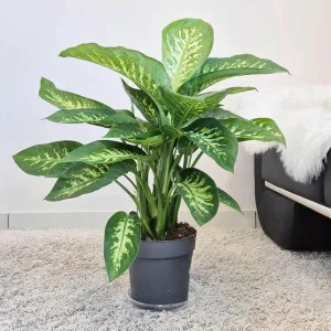 Dieffenbachia (Dieffenbachia 'Reeva') 80cm