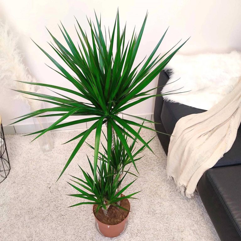 Dracena obrzeżona (Dracaena marginata) 120cm