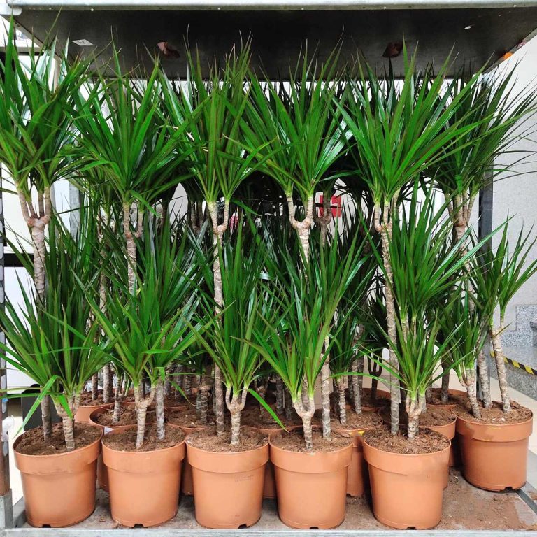 Dracena obrzeżona (Dracaena marginata) 120cm