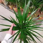 Dracena obrzeżona (Dracaena marginata) 120cm