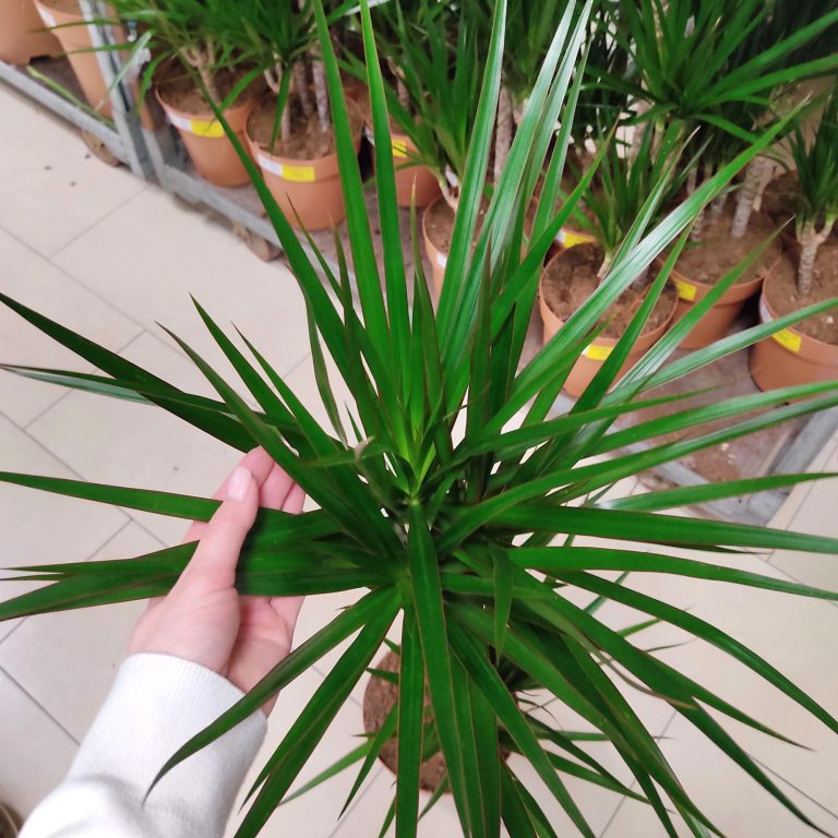 Dracena obrzeżona (Dracaena marginata) 120cm