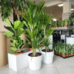 Dracena obrzeżona (Dracaena marginata) 120cm