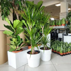 Dracena obrzeżona (Dracaena marginata) 110cm