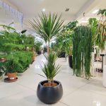 Dracena obrzeżona (Dracaena marginata) 120cm