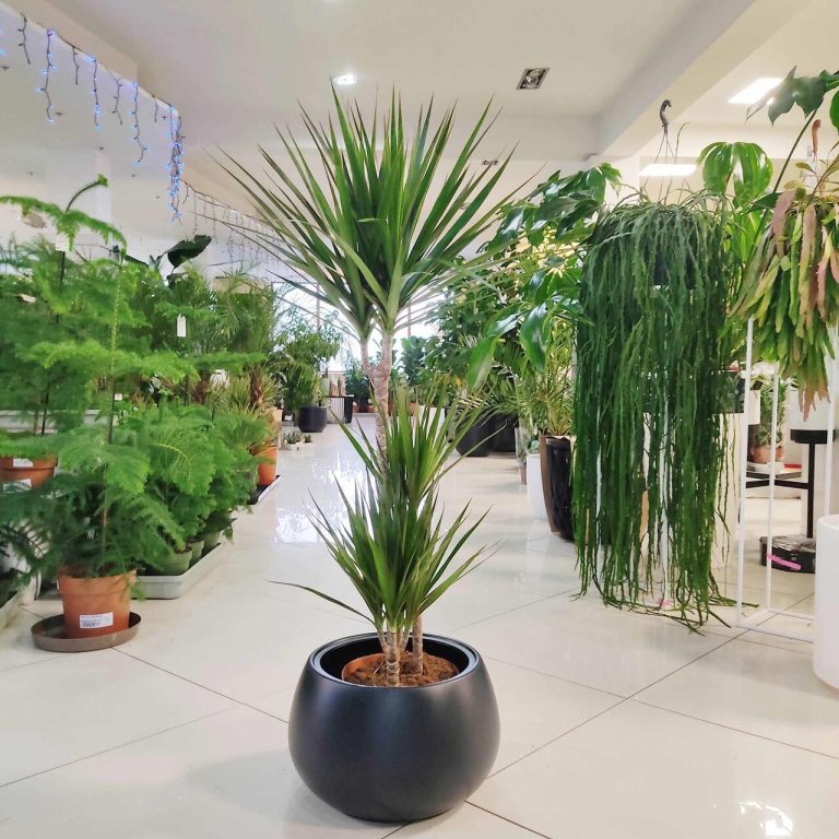 Dracena obrzeżona (Dracaena marginata) 120cm