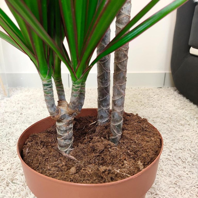 Dracena obrzeżona (Dracaena marginata) 120cm