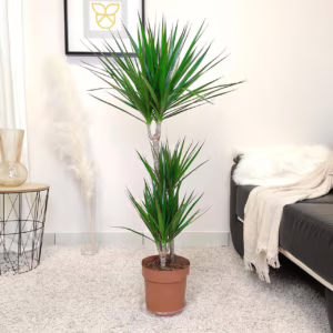 Dracena obrzeżona (Dracaena marginata) 110cm