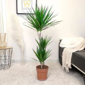 Dracena obrzeżona (Dracaena marginata) 110cm