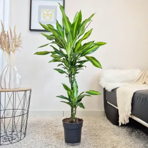 Dracena wonna (Dracaena fragrans 'Cintho') 110cm