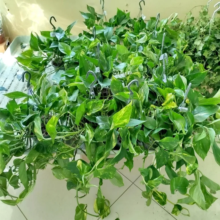 Epipremnum złociste (Epipremnum aureum) 45cm
