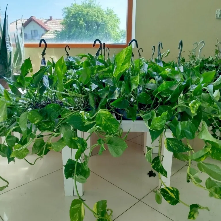 Epipremnum złociste (Epipremnum aureum) 45cm