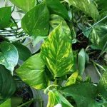 Epipremnum złociste (Epipremnum aureum) 45cm