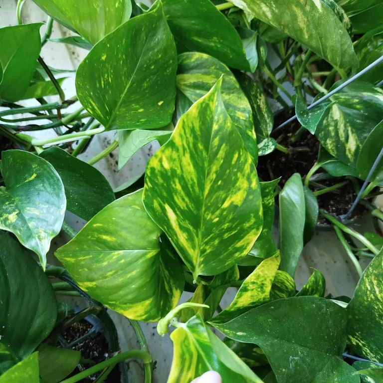 Epipremnum złociste (Epipremnum aureum) 45cm