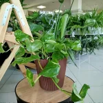 Epipremnum złociste (Epipremnum aureum) 45cm