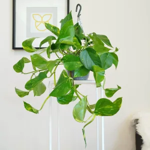 Epipremnum złociste (Epipremnum aureum) 45cm