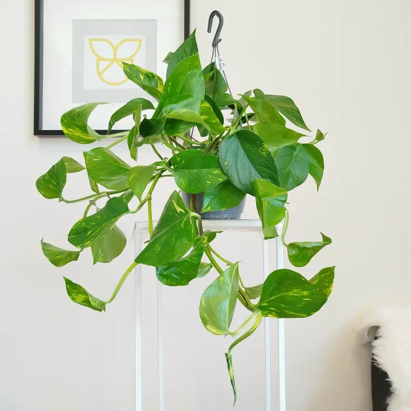 Epipremnum złociste (Epipremnum aureum) 45cm