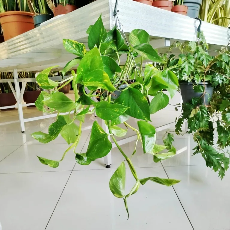 Epipremnum złociste (Epipremnum aureum) 45cm