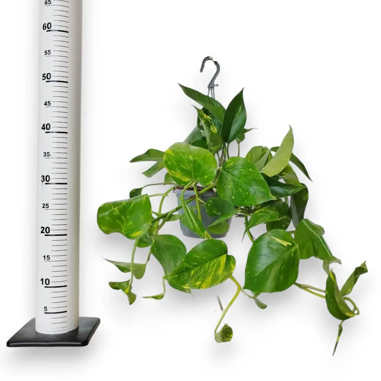 Epipremnum złociste (Epipremnum aureum) 45cm