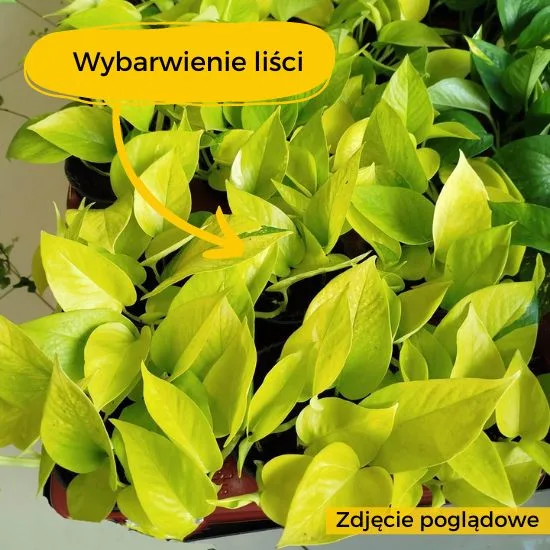 Epipremnum słabe wybarwienie liści