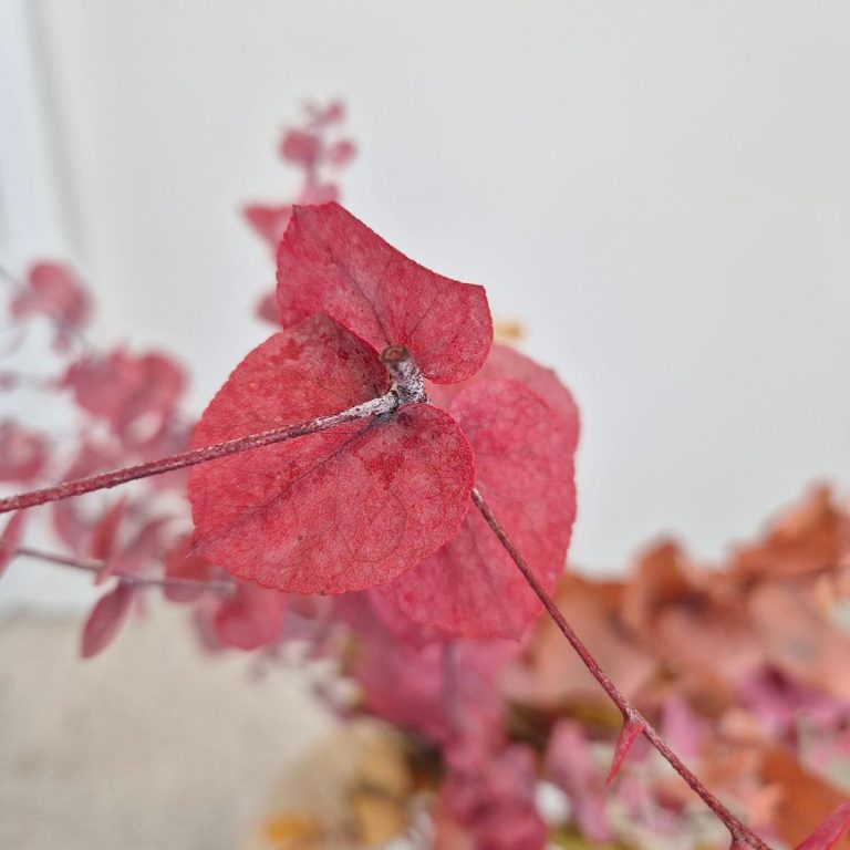 Eukaliptus stabilizowany wiecznie żywy bukiet mix kolorów