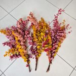 Eukaliptus stabilizowany wiecznie żywy bukiet mix kolorów