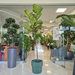 Fikus dębolistny (Ficus lyrata) 220cm