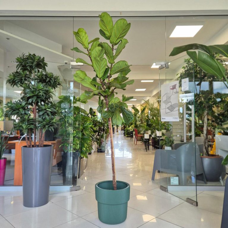 Fikus dębolistny (Ficus lyrata) 220cm